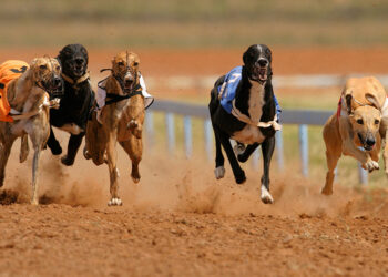 apuestas en carreras de galgos