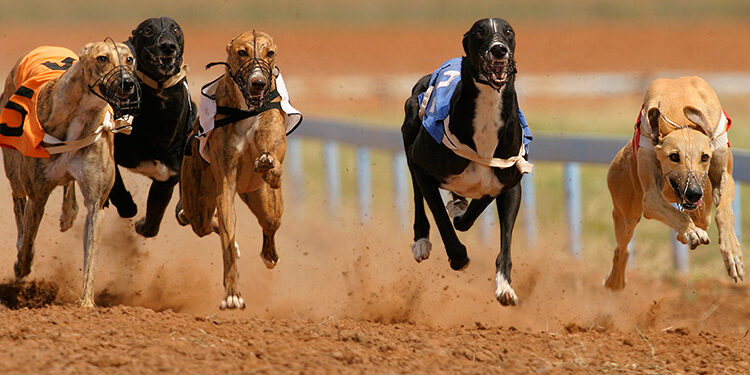 apuestas en carreras de galgos
